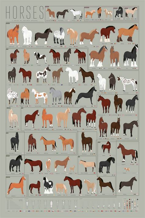 Printable Horse Breed Chart